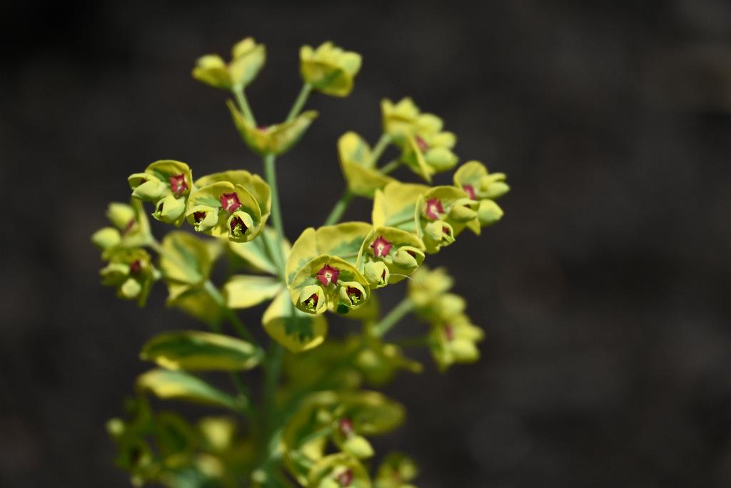 2025-06219089 Tower Hill Botanic Garden, MA.JPG - Martin's Spurge (Euphorbia Ã—martini). New England Botanic Garden at Tower Hill, MA, 6-21-2025
